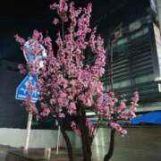 ヒメ日記 2026/03/29 12:44 投稿 けい 丸妻 厚木店