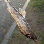 ヒメ日記 2025/05/21 07:19 投稿 まりん SOAPLAND LOVE FACTORY