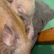 ヒメ日記 2026/02/28 16:38 投稿 まりん SOAPLAND LOVE FACTORY