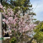 ヒメ日記 2026/03/24 03:36 投稿 はるか 千葉サンキュー