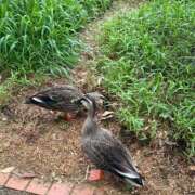 ヒメ日記 2025/04/24 19:02 投稿 九条なつき セレブショップ新宿（東京ハレ系）