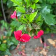 ヒメ日記 2025/04/26 08:28 投稿 九条なつき セレブショップ新宿（東京ハレ系）