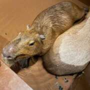 ヒメ日記 2025/05/17 12:10 投稿 九条なつき セレブショップ新宿（東京ハレ系）