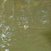 ヒメ日記 2025/05/30 10:35 投稿 九条なつき セレブショップ新宿（東京ハレ系）