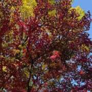 ヒメ日記 2025/11/17 10:24 投稿 九条なつき セレブショップ新宿（東京ハレ系）