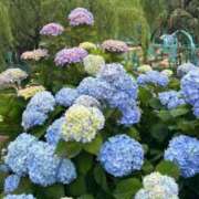 ヒメ日記 2025/06/06 17:45 投稿 もえ 翡翠の夢