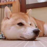 ヒメ日記 2025/06/25 07:30 投稿 りん アレグリア