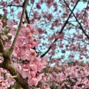 ヒメ日記 2026/03/24 14:32 投稿 白咲　ゆゆ クラブダンディー