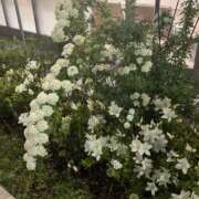 ヒメ日記 2025/04/26 04:53 投稿 天海　はるか エンジェルコースト