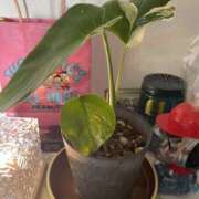 ヒメ日記 2025/05/05 07:02 投稿 天海　はるか エンジェルコースト