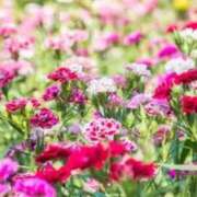 ヒメ日記 2025/05/11 16:00 投稿 天海　はるか エンジェルコースト