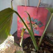 ヒメ日記 2025/05/12 13:32 投稿 天海　はるか エンジェルコースト