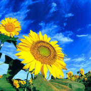 ヒメ日記 2025/06/21 08:31 投稿 天海　はるか エンジェルコースト