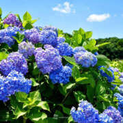 ヒメ日記 2025/06/27 08:39 投稿 天海　はるか エンジェルコースト