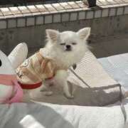 ヒメ日記 2025/11/20 07:33 投稿 天海　はるか エンジェルコースト