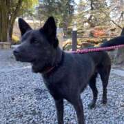 ヒメ日記 2026/01/20 13:44 投稿 天海　はるか エンジェルコースト