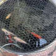 ヒメ日記 2026/02/21 15:51 投稿 天海　はるか エンジェルコースト