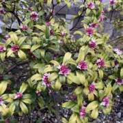 ヒメ日記 2026/02/28 08:55 投稿 天海　はるか エンジェルコースト