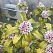 ヒメ日記 2026/03/05 10:06 投稿 天海　はるか エンジェルコースト