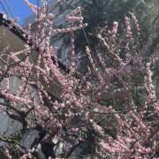 ヒメ日記 2026/03/11 12:05 投稿 天海　はるか エンジェルコースト