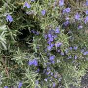 天海　はるか 出勤❣️ エンジェルコースト