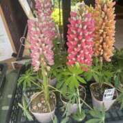 ヒメ日記 2026/03/17 17:56 投稿 天海　はるか エンジェルコースト