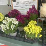 ヒメ日記 2026/03/21 08:37 投稿 天海　はるか エンジェルコースト