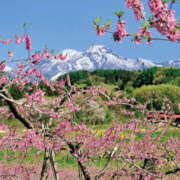 ヒメ日記 2026/03/25 18:57 投稿 天海　はるか エンジェルコースト