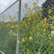 ヒメ日記 2026/03/31 09:22 投稿 天海　はるか エンジェルコースト