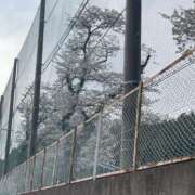 ヒメ日記 2026/03/31 16:08 投稿 天海　はるか エンジェルコースト