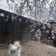 ヒメ日記 2026/04/01 18:12 投稿 天海　はるか エンジェルコースト