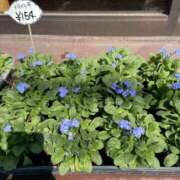 ヒメ日記 2026/04/03 10:46 投稿 天海　はるか エンジェルコースト