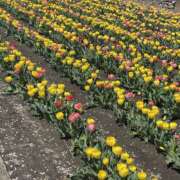 ヒメ日記 2026/04/03 11:46 投稿 天海　はるか エンジェルコースト