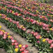 ヒメ日記 2026/04/07 10:21 投稿 天海　はるか エンジェルコースト