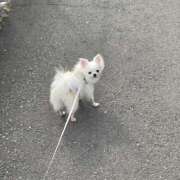 ヒメ日記 2026/04/08 12:09 投稿 天海　はるか エンジェルコースト