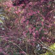 ヒメ日記 2026/04/11 09:54 投稿 天海　はるか エンジェルコースト