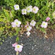 ヒメ日記 2026/04/26 19:13 投稿 天海　はるか エンジェルコースト