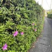 ヒメ日記 2026/04/27 07:35 投稿 天海　はるか エンジェルコースト