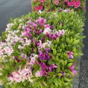 ヒメ日記 2026/04/28 07:46 投稿 天海　はるか エンジェルコースト