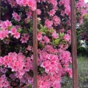 ヒメ日記 2026/04/30 07:17 投稿 天海　はるか エンジェルコースト