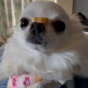 ヒメ日記 2025/04/25 11:31 投稿 高木　はるか 八王子だョ！変態集合