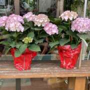 ヒメ日記 2025/05/12 13:40 投稿 高木　はるか 八王子だョ！変態集合