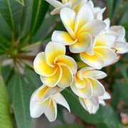 ヒメ日記 2025/05/29 11:08 投稿 高木　はるか 八王子だョ！変態集合