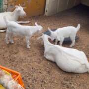 ヒメ日記 2025/05/29 14:12 投稿 高木　はるか 八王子だョ！変態集合