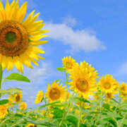 ヒメ日記 2025/05/31 11:39 投稿 高木　はるか 八王子だョ！変態集合