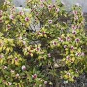 ヒメ日記 2026/03/01 09:58 投稿 高木　はるか 八王子だョ！変態集合