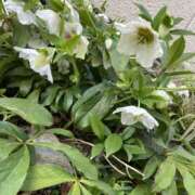 ヒメ日記 2026/03/06 11:41 投稿 高木　はるか 八王子だョ！変態集合