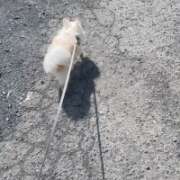 ヒメ日記 2026/03/19 10:24 投稿 高木　はるか 八王子だョ！変態集合