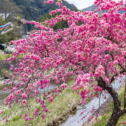 ヒメ日記 2026/03/23 18:49 投稿 高木　はるか 八王子だョ！変態集合
