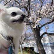 ヒメ日記 2026/04/03 11:38 投稿 高木　はるか 八王子だョ！変態集合